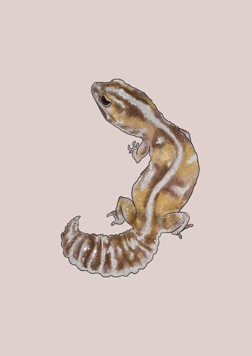 おすすめイラストレーター：geckoexperience かほりさん